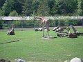 zoo 063